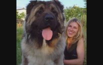 Big Dogs Pets - Cute Dogs
