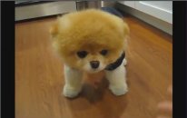 Boo - The Cutest Dog İn The World - So Smart!