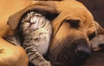 Cute Dogs And Puppies