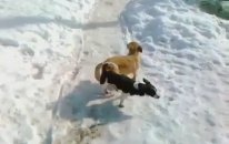Cute Dogs Stuck Together