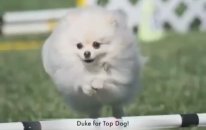Cute Talented Dog: Duke The Pomeranian!