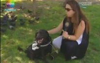 Engelli Vatandaşların Hayatını Kolaylaştıran Rehber Köpekler