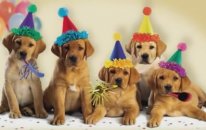 Köpeklerden Doğum Günü Şarkısı