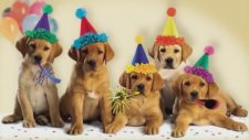 Köpeklerden Doğum Günü Şarkısı