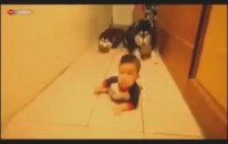 Köpeklere Emeklemeyi Öğreten Sevimli Bebek