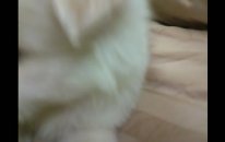 Los Perros Más Lindos Del Mundo - Cute Dogs
