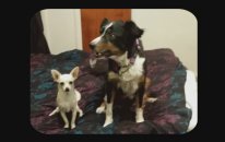 Max Vs Karma My Cute Dogs