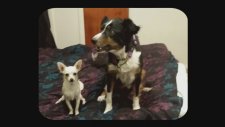 Max Vs Karma My Cute Dogs