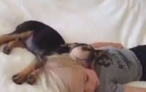 Sevimli Bebek Ve Köpek Birlikte Uyuyor