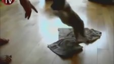 Sevimli Köpek Oyun Oynamak İstiyor