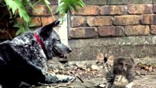 Engelli Kedi Yavrusunu Köpek Sahiplendi