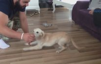 Evde Köpek Eğitimi :)