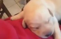 Kabus Gören Minik Köpek