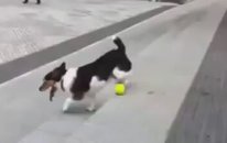 Köpek Eğitimi