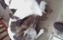 Köpek Eğitimi