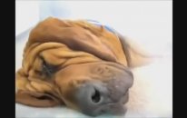 Rüya Gören Sevimli Köpekler