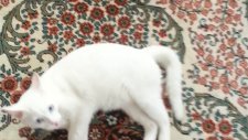 Sert Oyun Oynayan Kedi