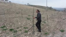 Aksu Tarım - Ceviz Budamacılığı