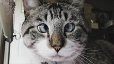 En Komik Kedi Videoları