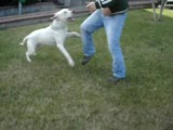 dogo argentino