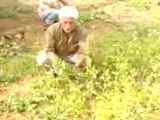 Yusuf Polat