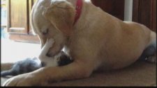 Golden Cinsi Köpek Kedilere Annelik Yapıyor