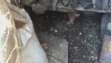 Kedi Kavgası