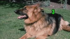 Dünyanın En Akıllı 10 Köpeği