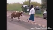 Geleni Geçeni Darbelerle Yere Yıkan Koç