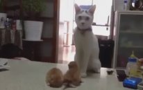 Baba Kedi Oğluna Dövüşmeyi Öğretiyor