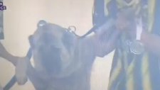 Mehmet Topuz stada Kangal köpek getirdi!
