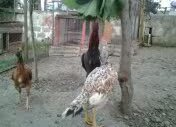Shamo Hint Horoz