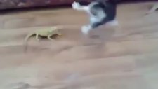 İguana Dan Korkan Yavru Kedi