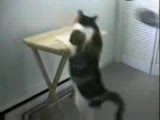 maketten kediyle kavga eden sinirli kedi
