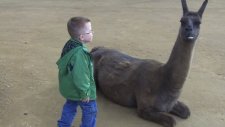 Lama Çocuğun Yüzüne Fena Tükürdü
