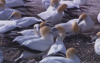 Wildlife