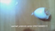 Samet Yıldırı - Sultan Papağanı Yumurtadan Çıkma Anı