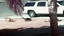 Çocuğu Köpekten Kurtaran Kedi
