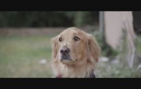 300 FPS Golden retriever