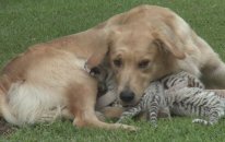 Golden Retriever Ve Kaplan Yavruları
