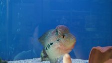 Flowerhorn balığı