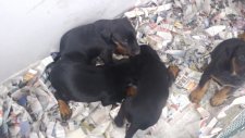 Doberman Yavruları