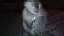Maymuncuk
