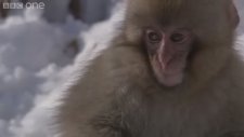 Snow Babies Fragman