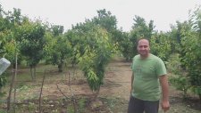 Rekor Gelişim Kullanılan Domates