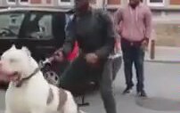 Zaptetmesi Zor Pitbull