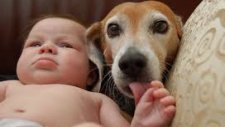 Bebeğin Altını Değiştirmeye Yardım Eden Köpek