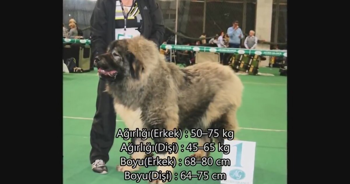 ten ten köpeği