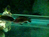 malawi kareleri