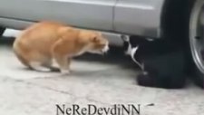 İki Kedi Arasında Geçen İlginç Dialog Ve Tercümesi